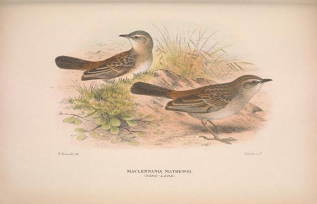 A historic illustration of two small brown birds on the ground