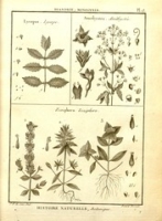 Flickr image:Recueil de planches de botanique de l